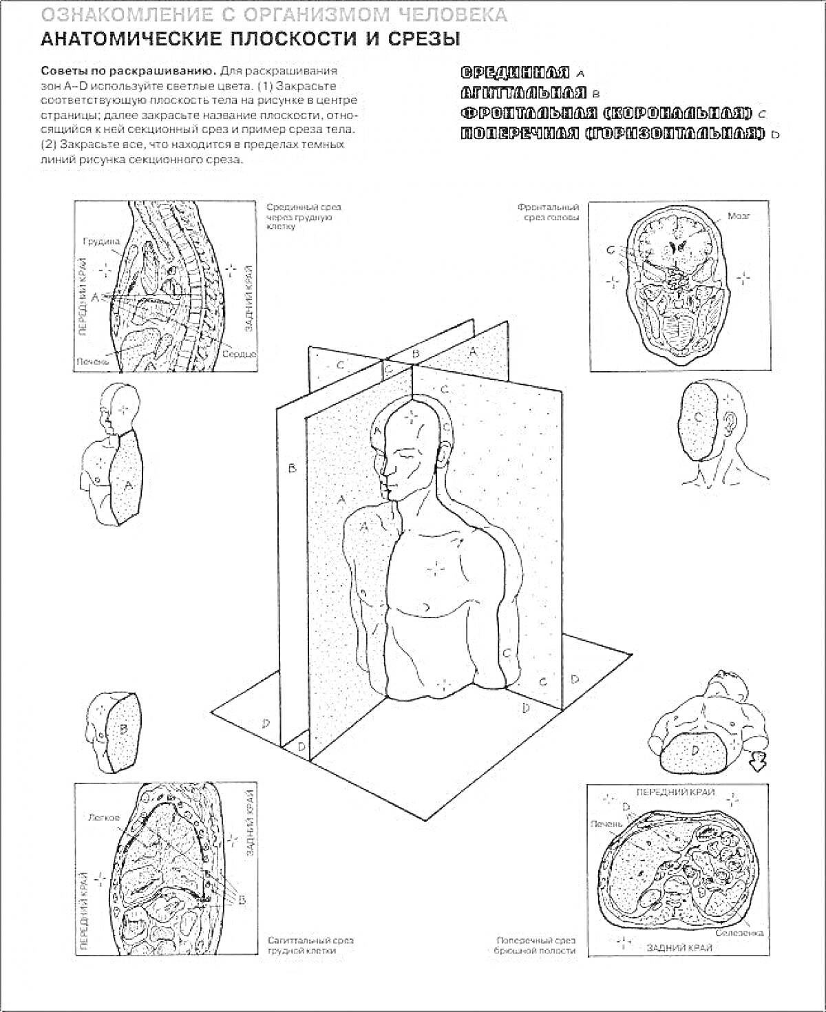 На раскраске изображено: Анатомия, Физиология, Человек, Строение, Схема, Атлас