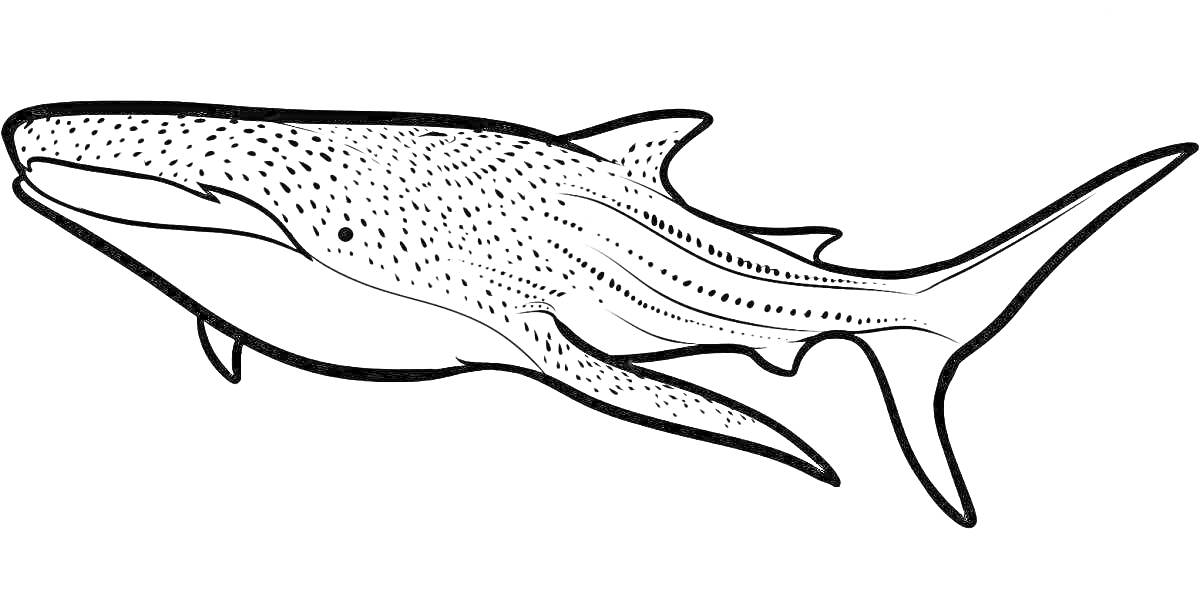 Раскраска Раскраска тигровой акулы с пятнистым телом и длинным хвостом