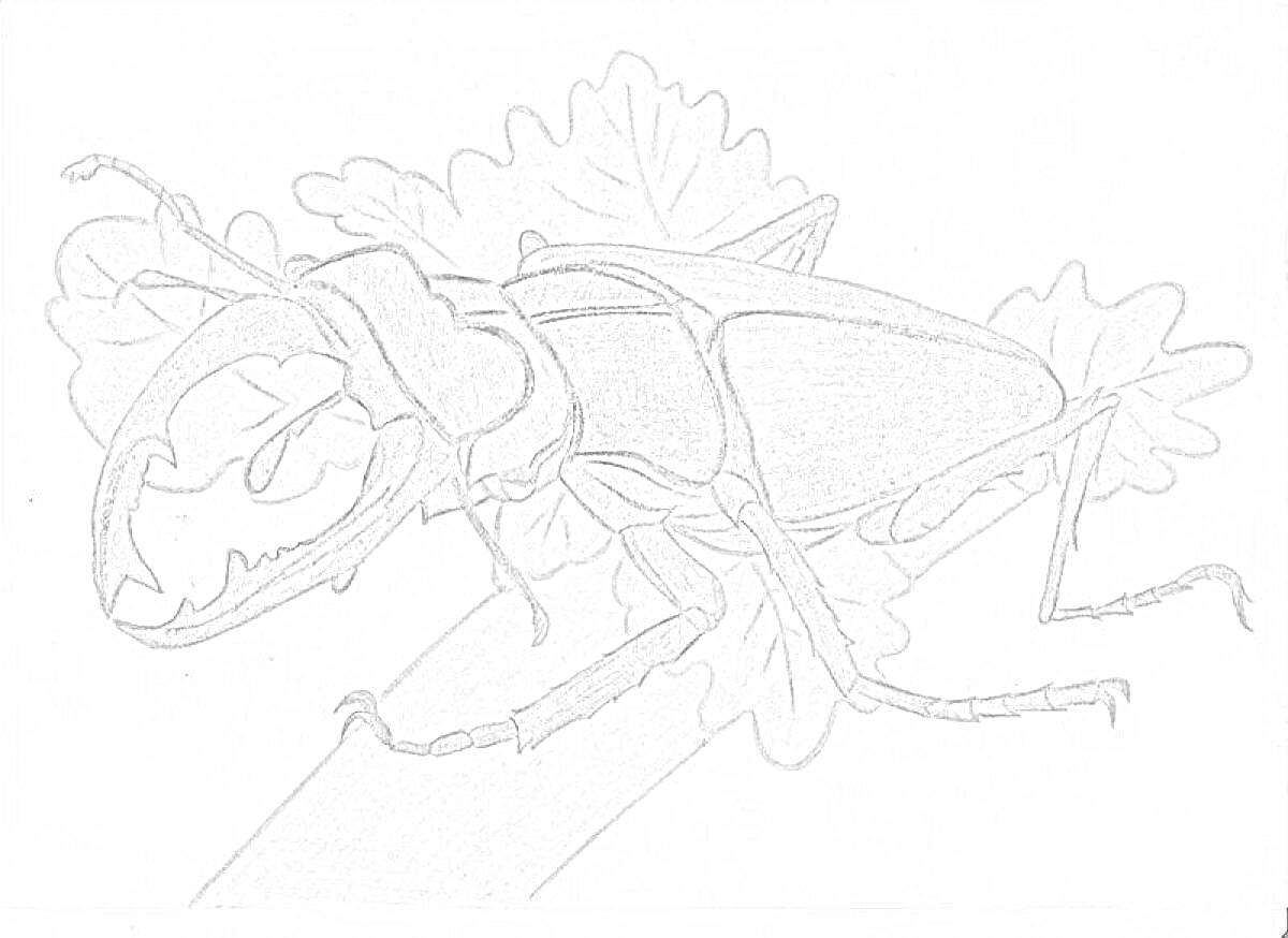 Раскраска Жук олень на ветке с листьями