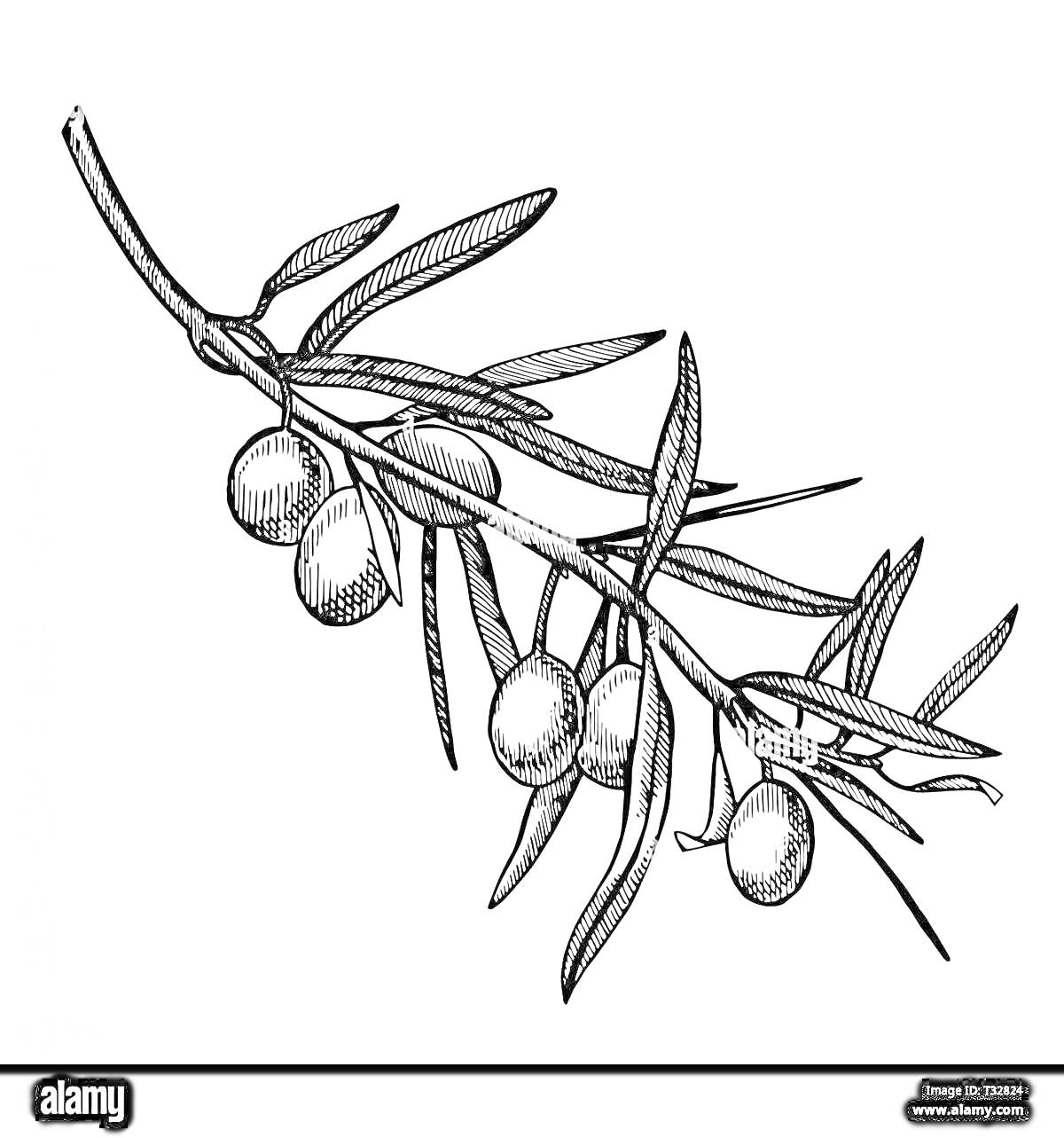 На раскраске изображено: Оливки, Листья, Плоды, Природа, Графика