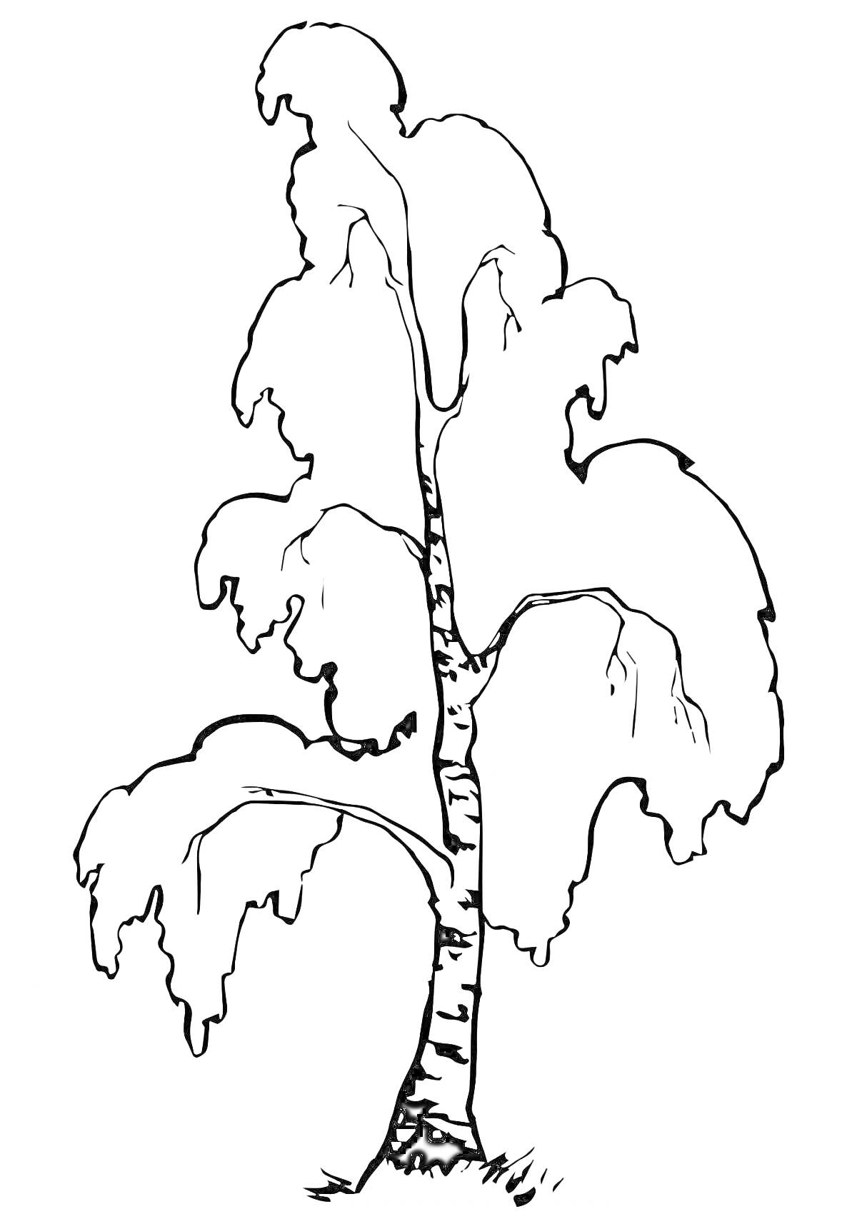 На раскраске изображено: Береза, Кора, Природа, Для детей