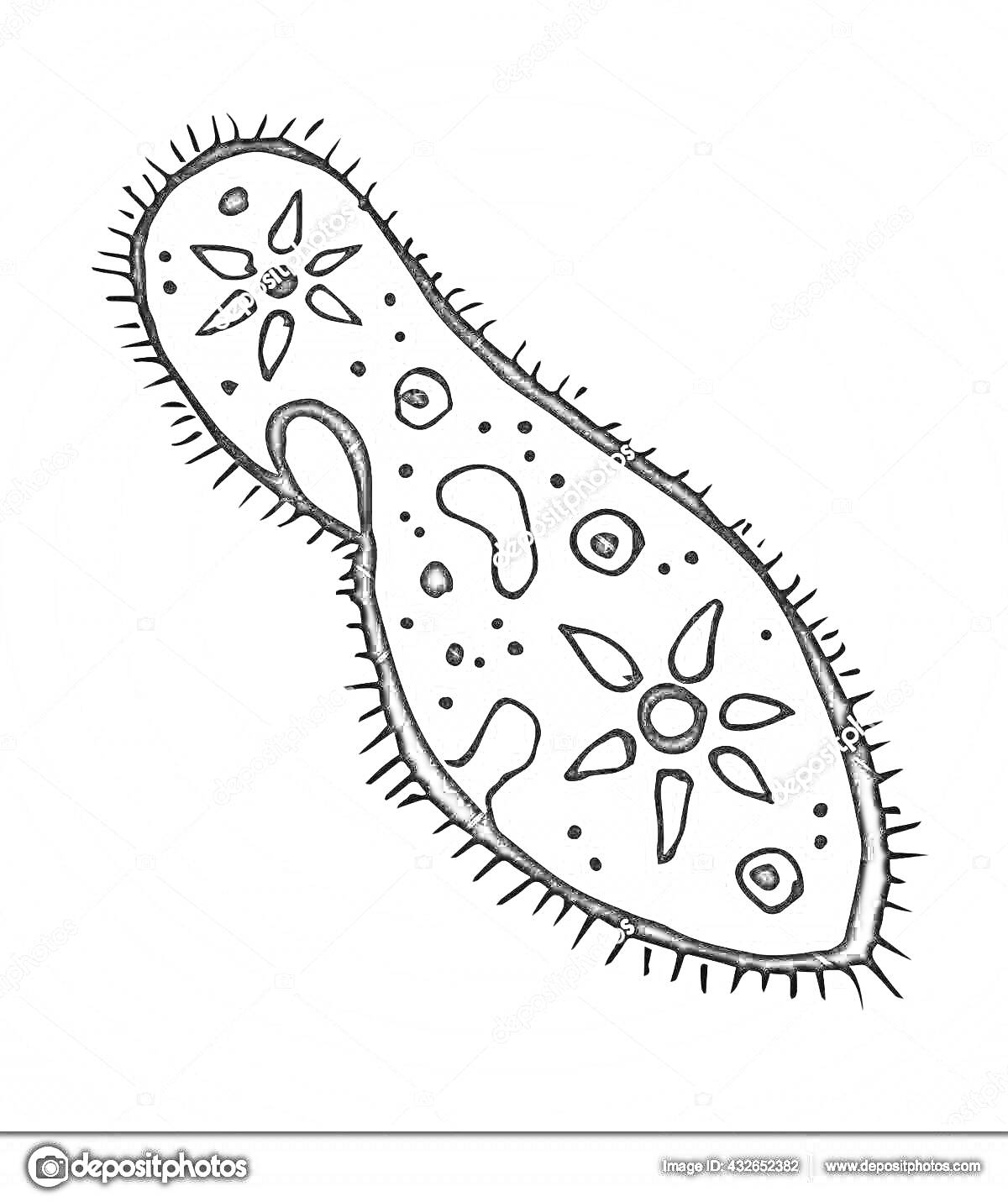 Раскраска Инфузория туфелька с ресничками и органеллами