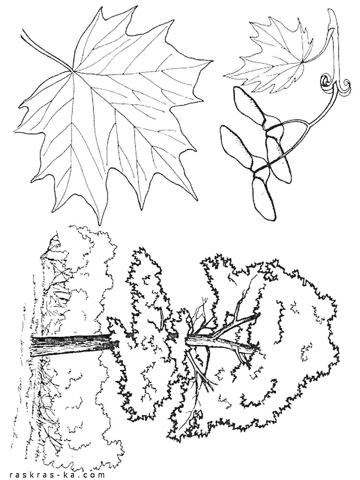 На раскраске изображено: Клен, Листья, Плоды, Природа, Ботаника
