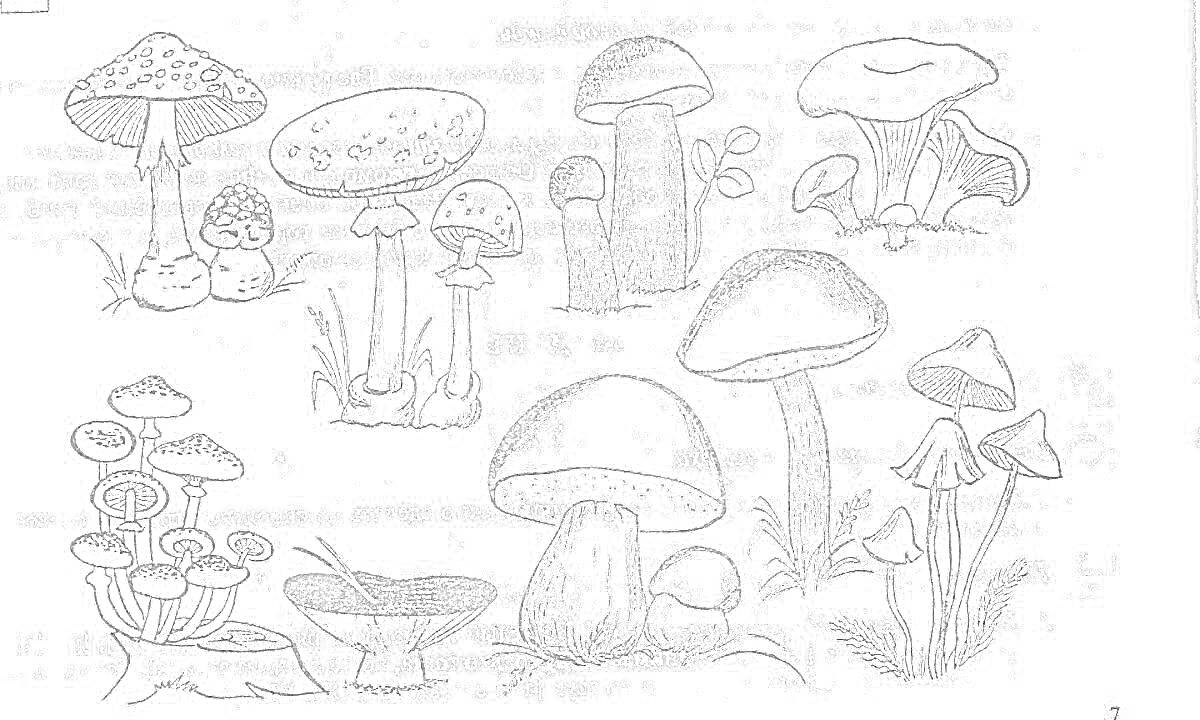 На раскраске изображено: Съедобные грибы, Шампиньон, Лисички, Подберёзовик, Белый гриб, Грибы, Природа