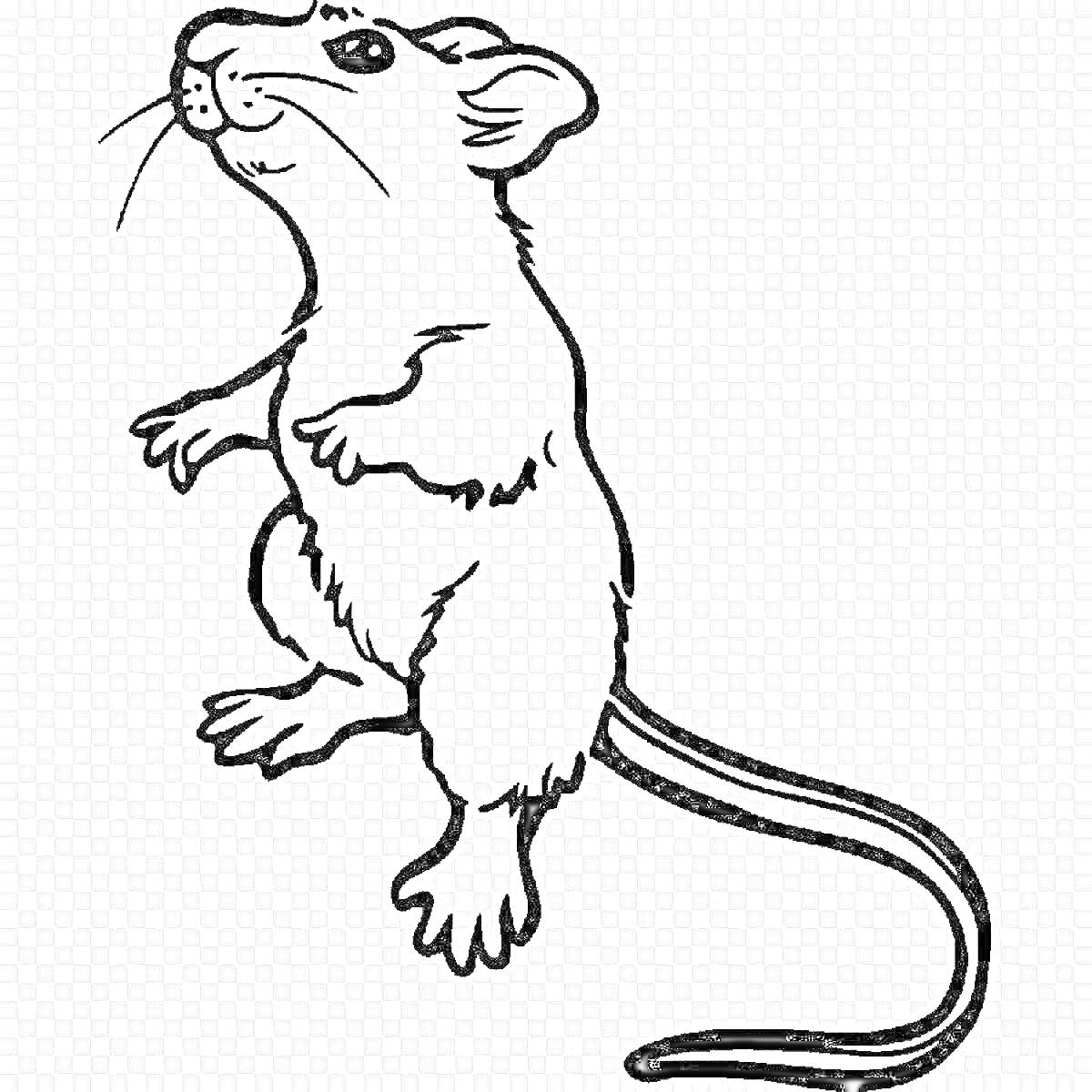 На раскраске изображено: Хвост, Усы