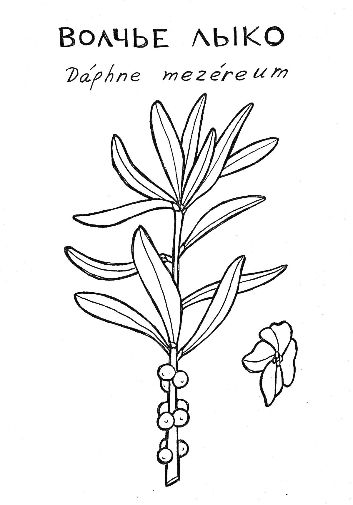 На раскраске изображено: Волчье лыко, Ботаника, Цветы, Листья, Плоды