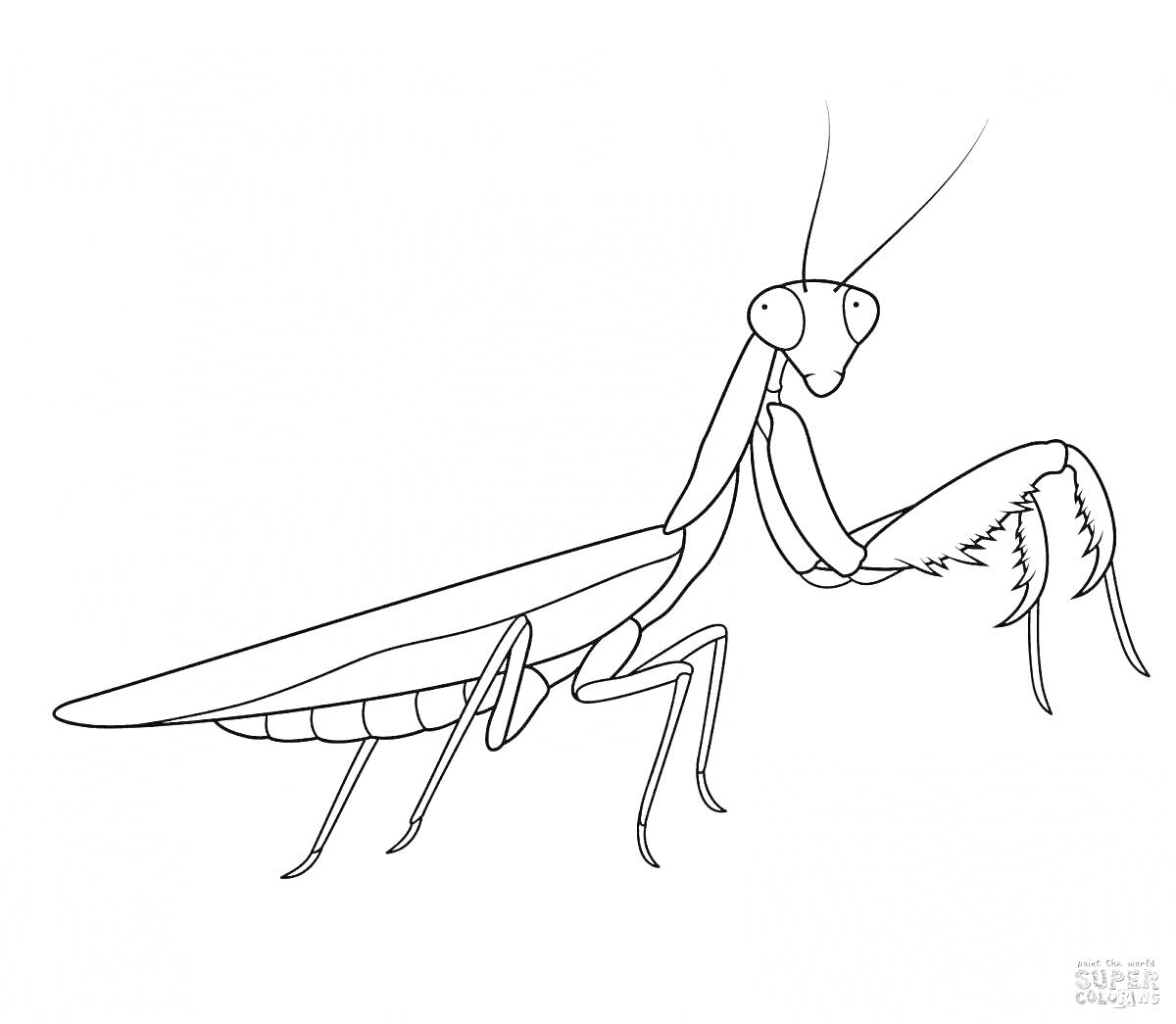 Раскраска Богомол с длинными передними лапками и большими глазами