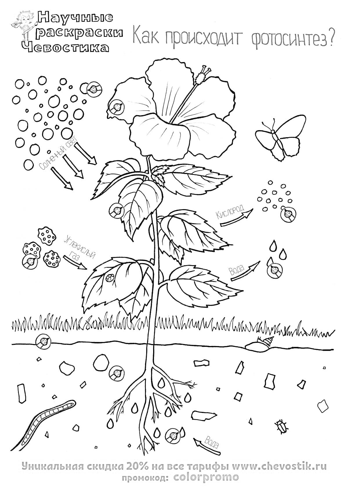 Раскраска Как происходит фотосинтез? Цветок, листья, корни растений, бабочка, листья падают, трава, стрелки, солнце и вода, химические элементы