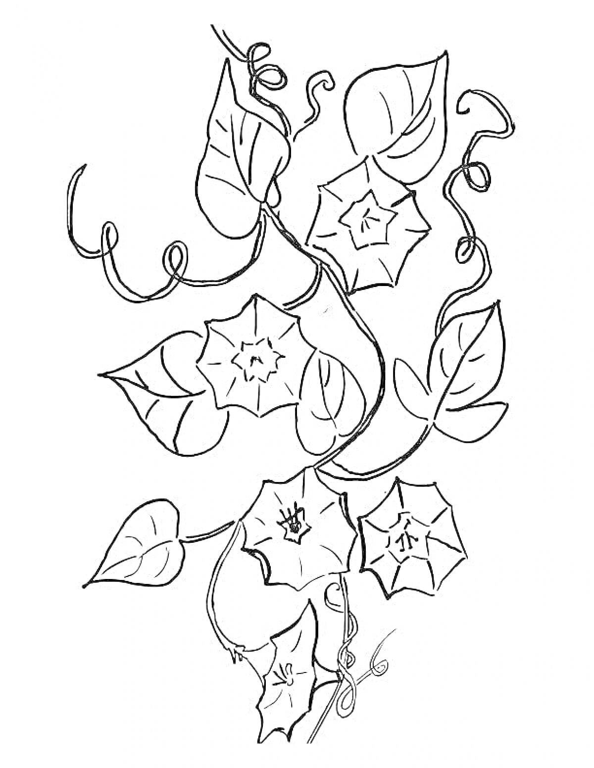 Раскраска Цветок колокольчик с завитыми стеблями и листьями