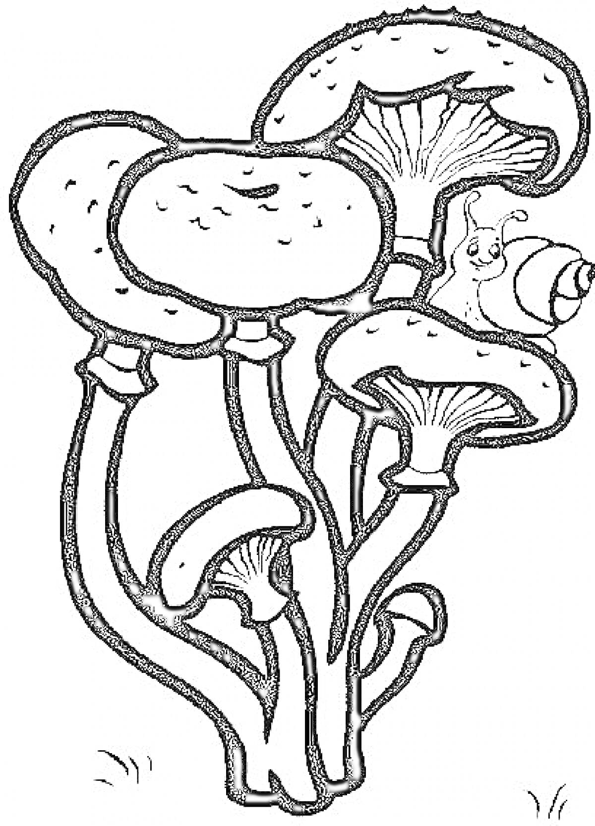 Раскраска Грибы с изображением улитки