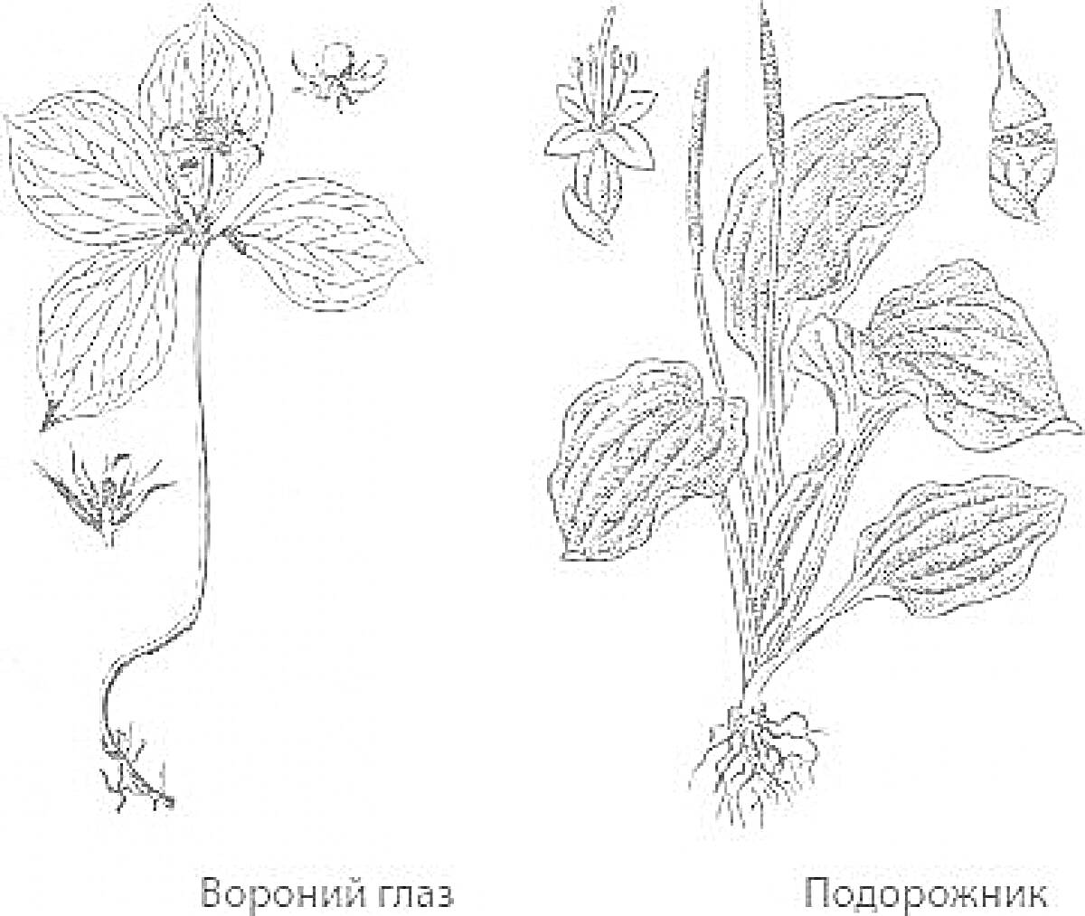 На раскраске изображено: Вороний глаз, Подорожник, Цветы, Корни, Ботаника