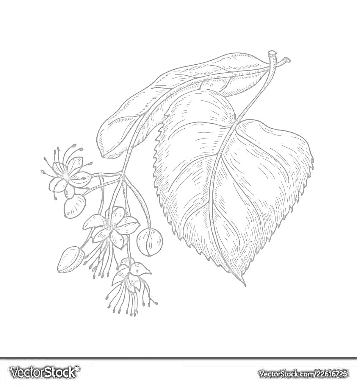 На раскраске изображено: Липа, Природа, Ботаника, Для детей