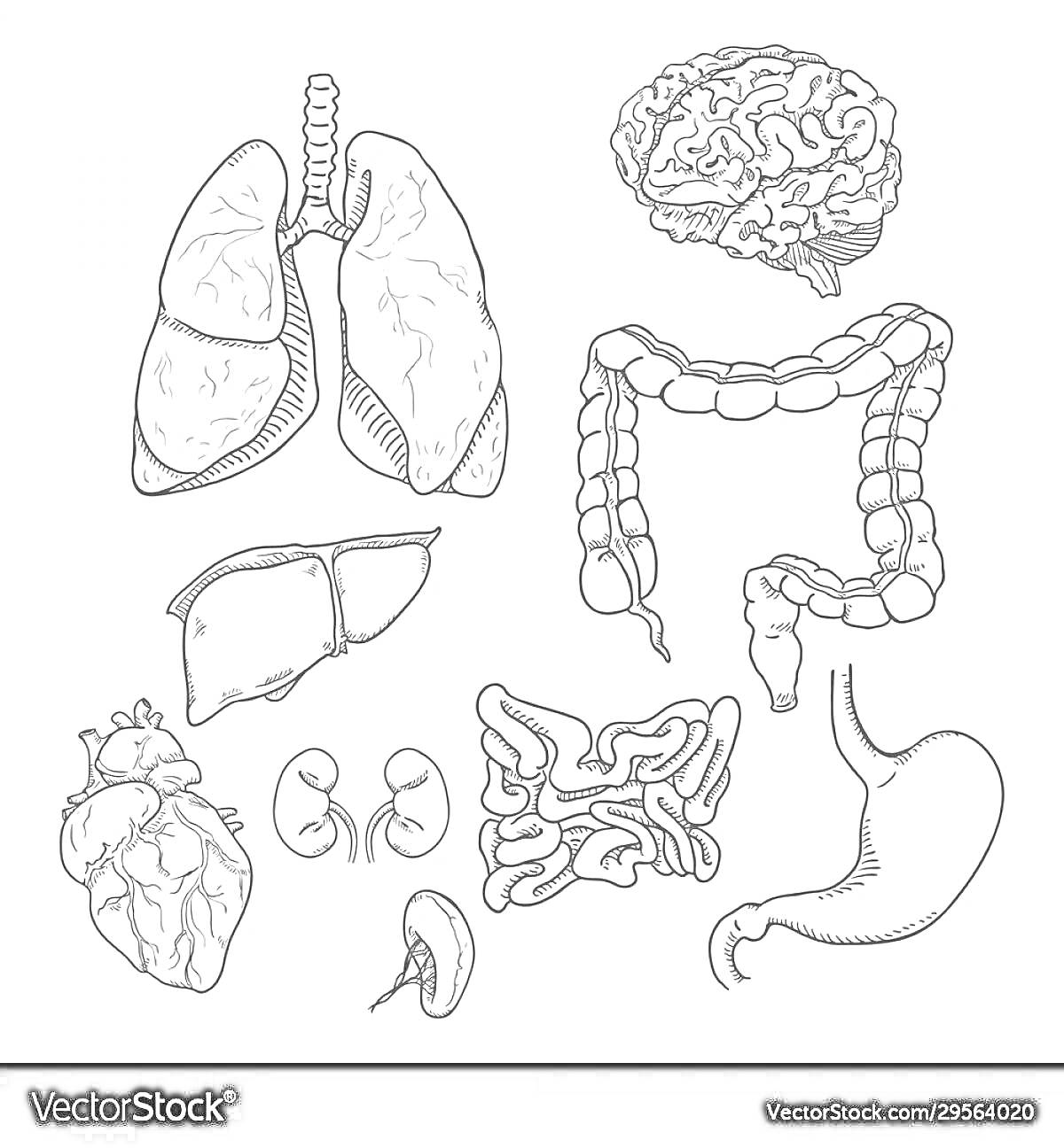 Раскраска Лёгкие, мозг, толстый кишечник, печень, сердце, почки, тонкий кишечник, желудок