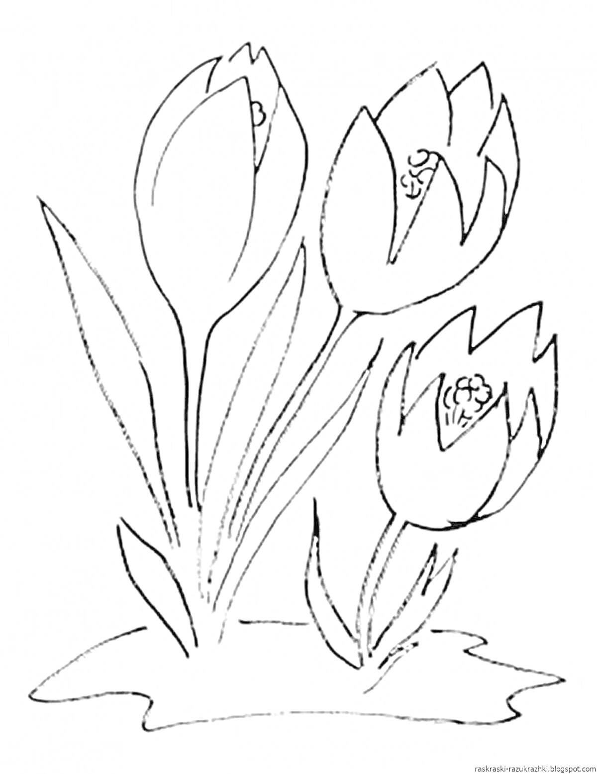 На раскраске изображено: Крокусы, Три цветка, Клумба, Листья, Природа
