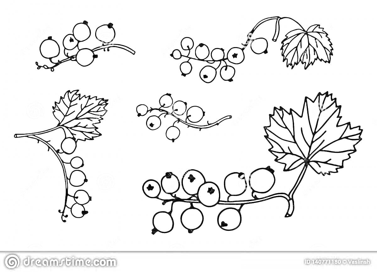 На раскраске изображено: Смородина, Ягоды, Листья, Природа
