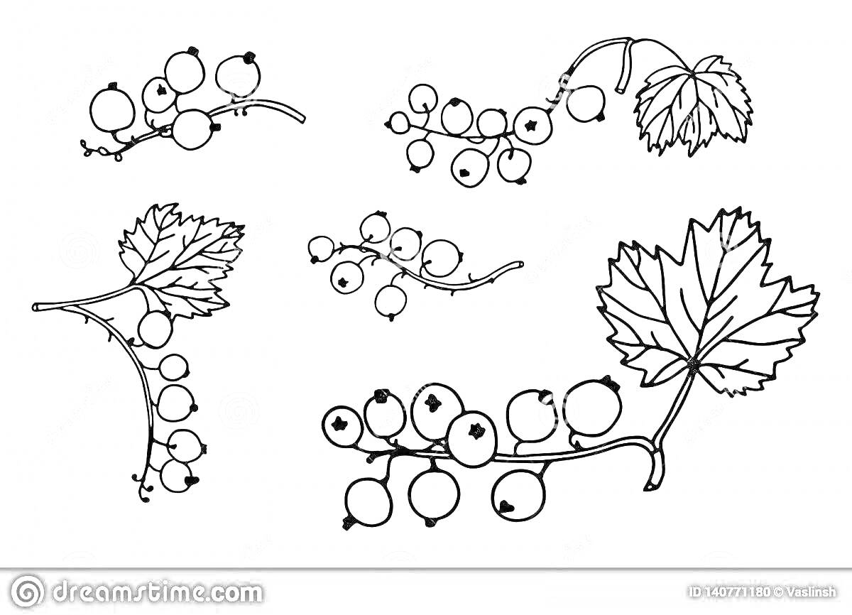 Раскраска ягоды и листья смородины, различные ветви и листья с ягодами
