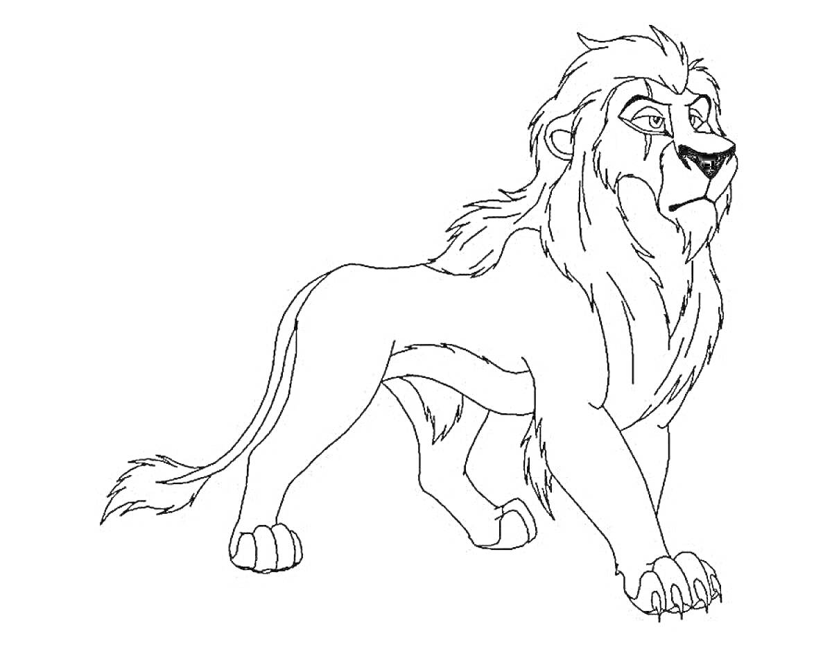 На раскраске изображено: Лев, Король лев, Грива