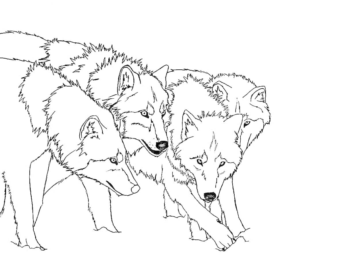 На раскраске изображено: Волчонок, Природа, Животные, Стая