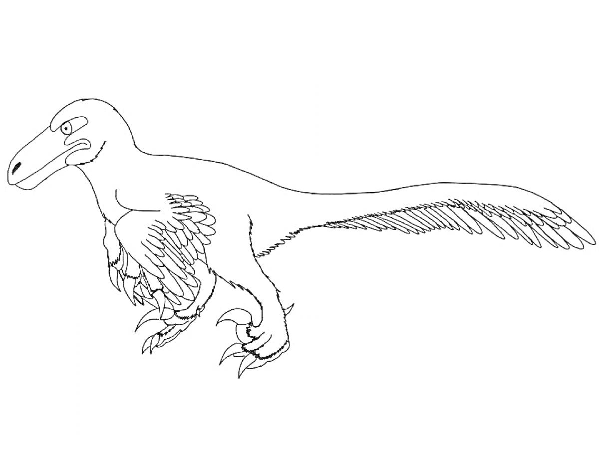 На раскраске изображено: Раптор, Динозавр, Перья, Крылья, Когти, Хвост