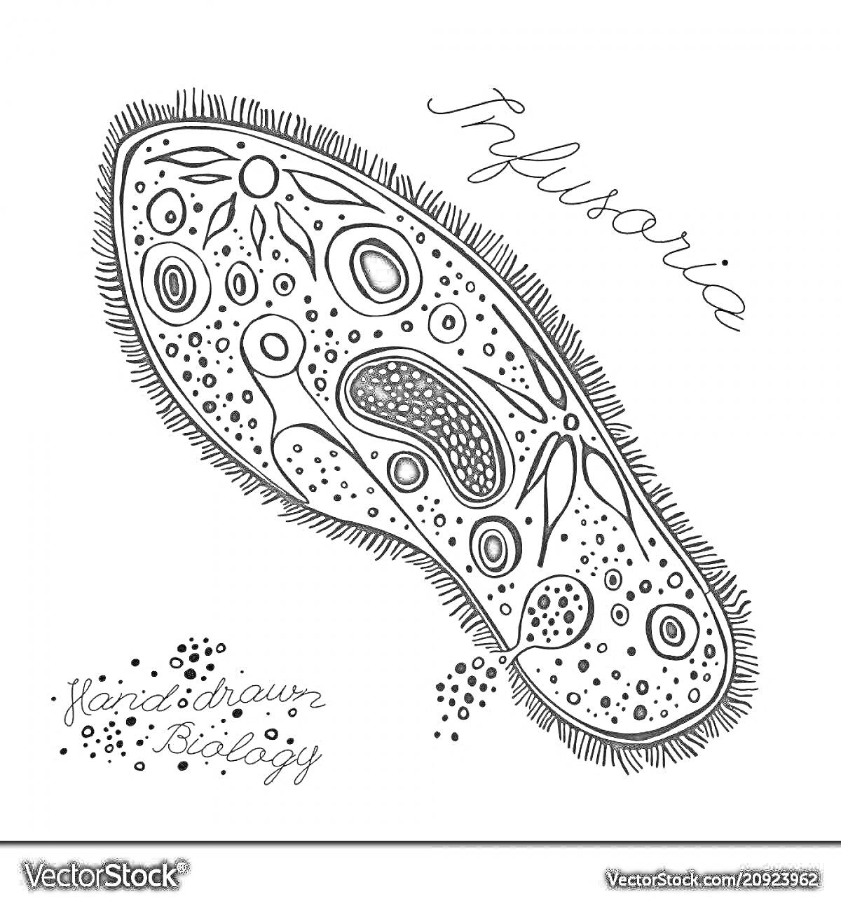 Инфузория туфелька с описанием биологических элементов