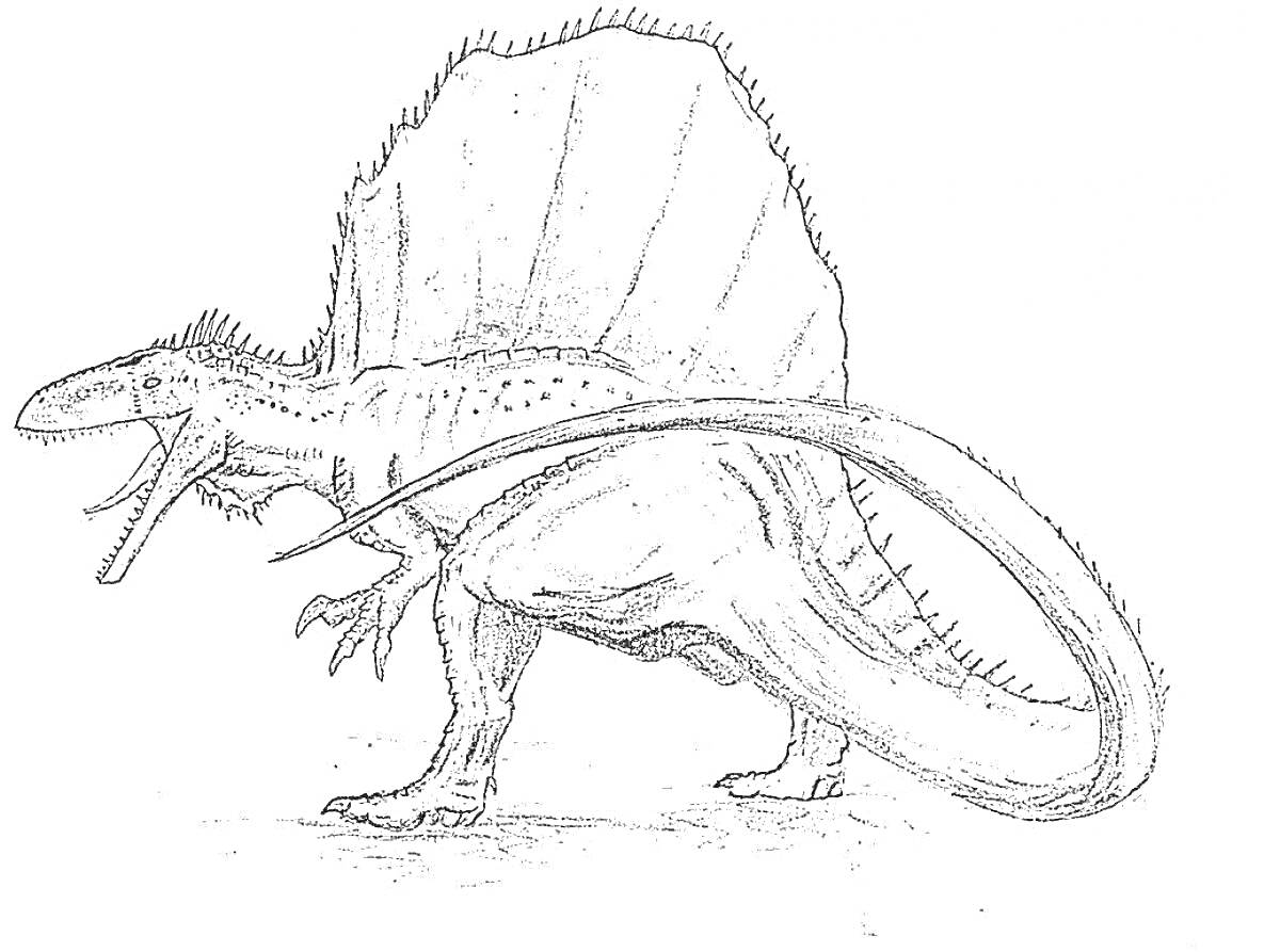 Раскраска Спинозавр с раскрытыми челюстями и парусообразным гребнем на спине