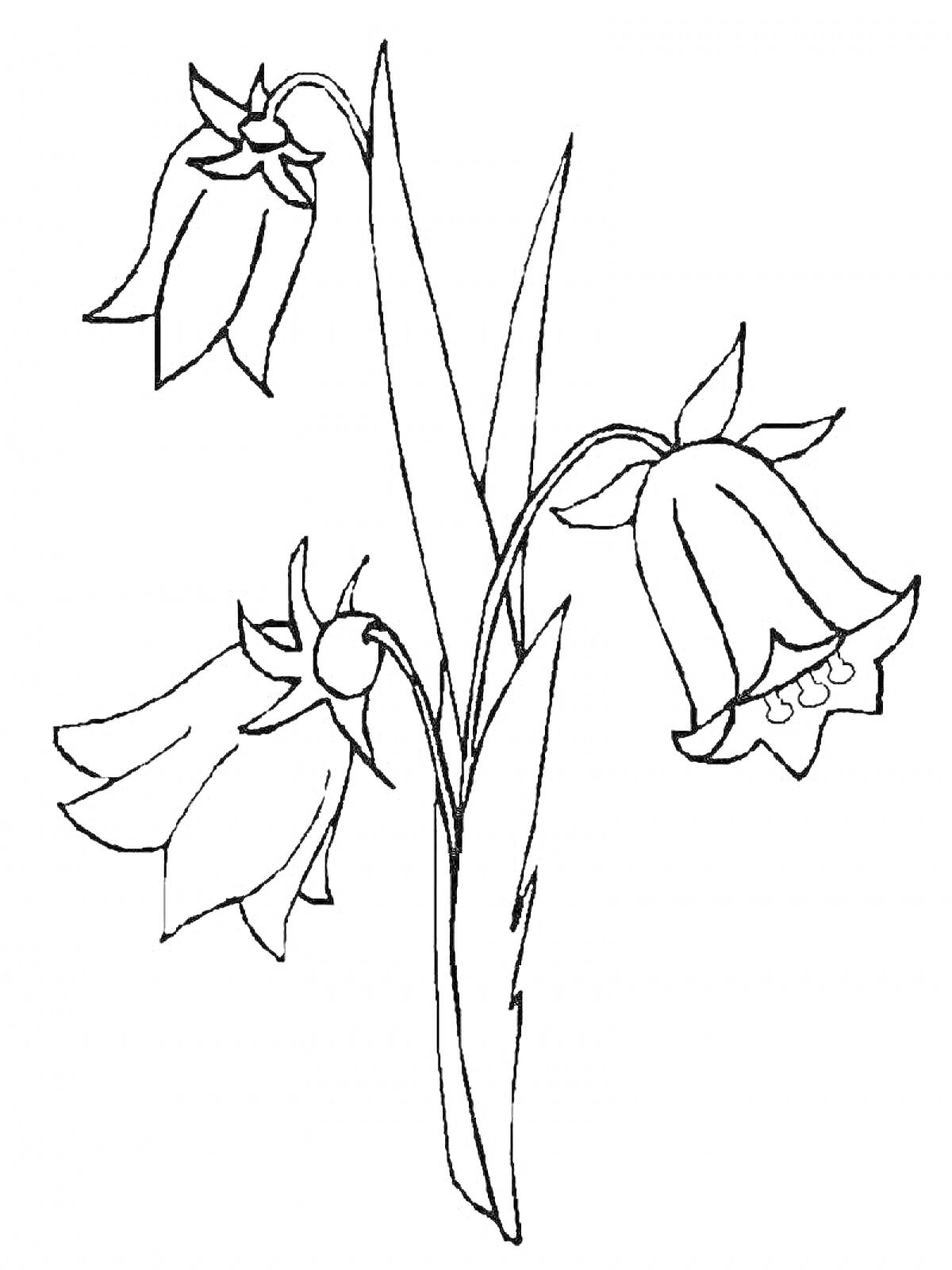 Раскраска Три цветка колокольчика на одном стебле с листьями