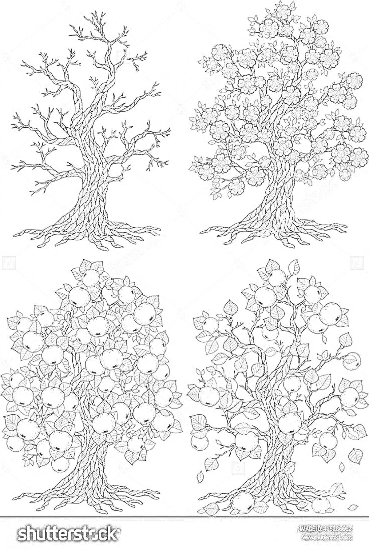 Раскраска Деревья в разные времена года (зимой с голыми ветками, весной с цветами, летом с густой листвой, осенью с падающими листьями)