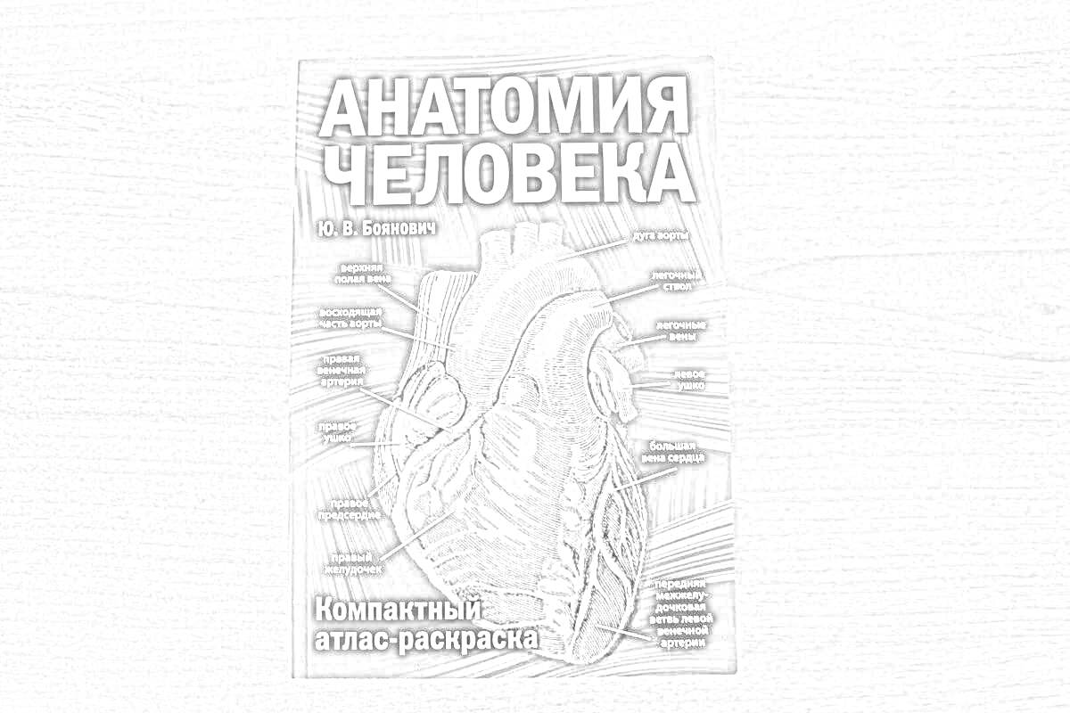 Раскраска Атлас - Раскраска. Тема: Компактный атлас-анатомия человека. Раскраска сердца с анатомическими обозначениями.