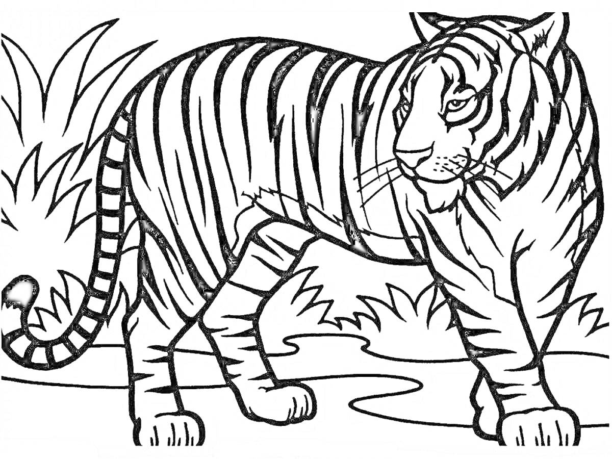 На раскраске изображено: Тигр, Для малышей, Животное, Трава, Природа, Хвост, Лапы, Луг, Полосы