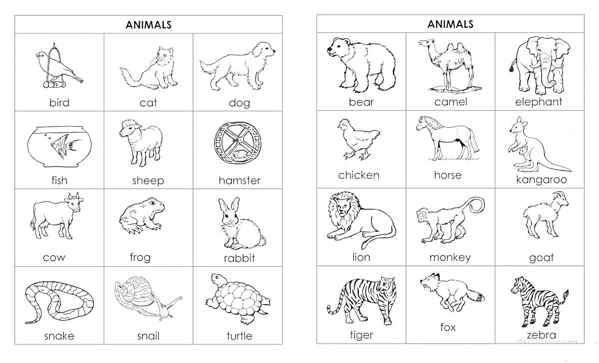 Раскраска животные с подписями на английском