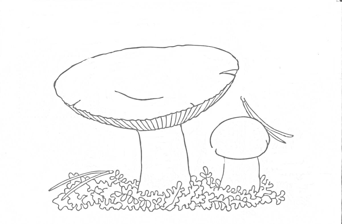 На раскраске изображено: Грибы, Два гриба, Трава, Природа, Лес, Ветка