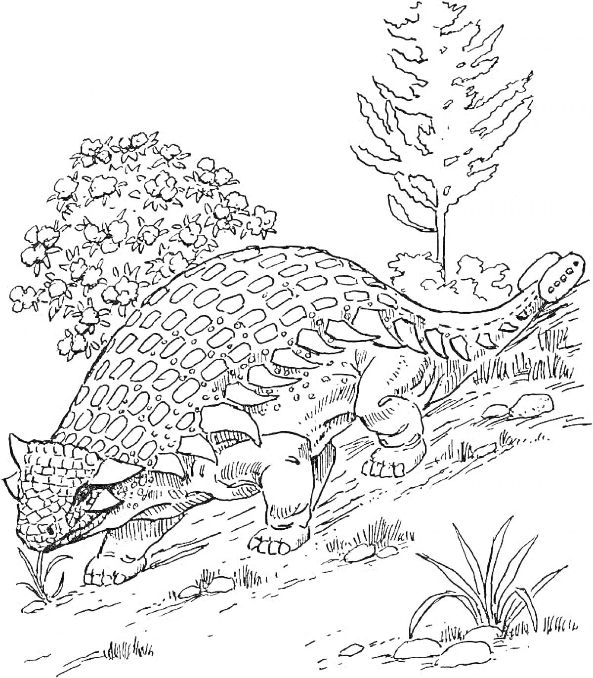 На раскраске изображено: Анкилозавр, Динозавр, Склон, Растительность, Древние животные, Природа, Деревья, Кусты, Рептилии