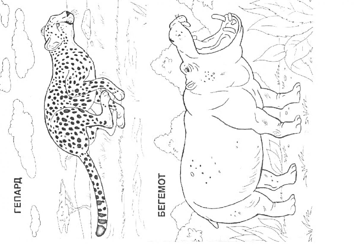 На раскраске изображено: Гепард, Бегемот, Животные, Природа, Жаркие страны, Подготовительная группа, Звери, Африка