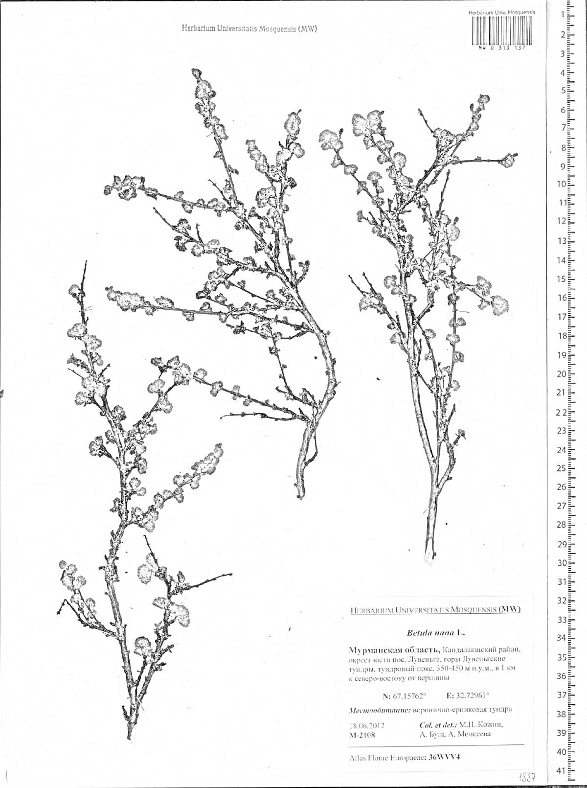 Раскраска Карликовая береза с научным названием Betula nana L., собранная 16 июля 1948 года, расположенная на гербарийном листе с масштабной линейкой и этикеткой