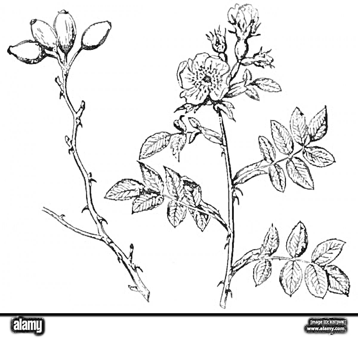 Раскраска Ветви шиповника с листьями и цветами