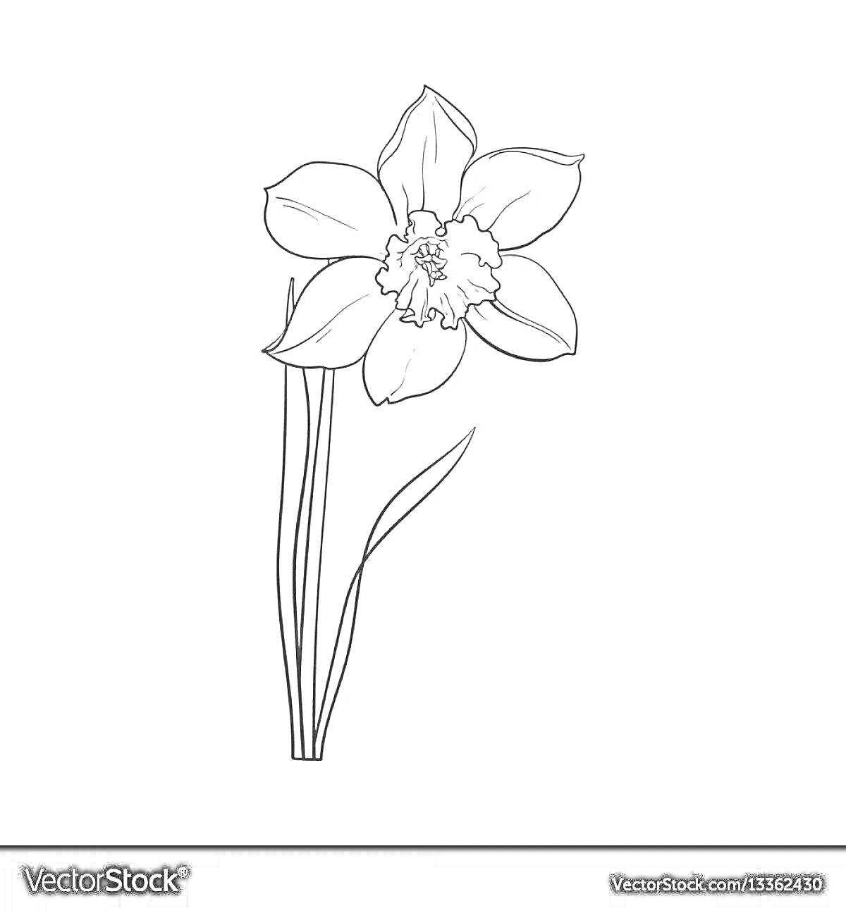 Раскраска Нарцисс с одним цветком, длинным стеблем и одним листом