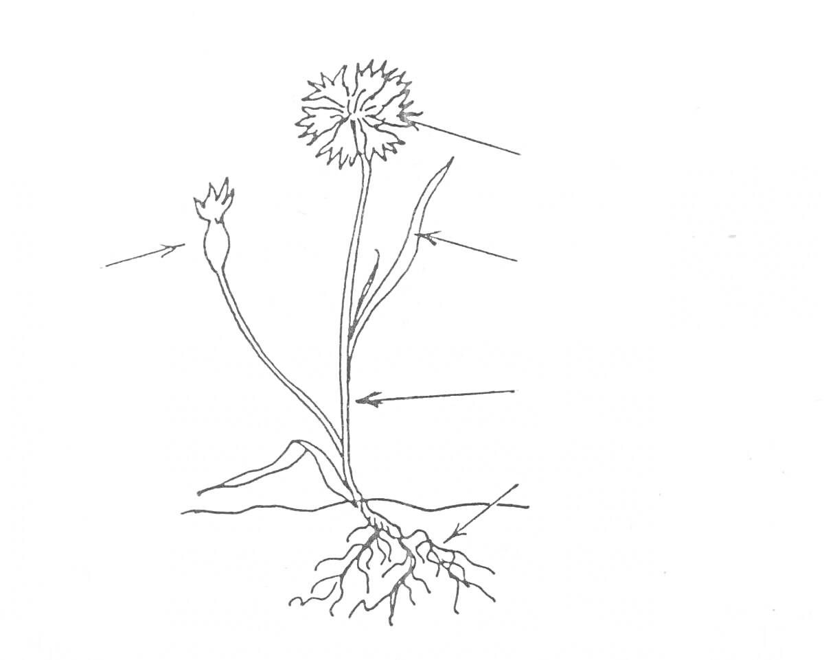 На раскраске изображено: Корни, Стебель, Листья, Бутон, Для детей, 1 класс