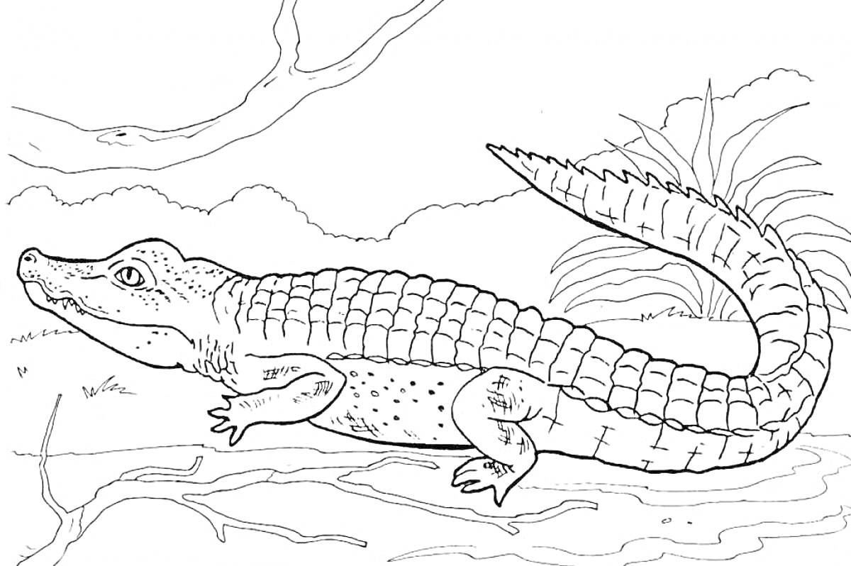 На раскраске изображено: Крокодил, Берег, Трава, Природа, Для детей, Ветка
