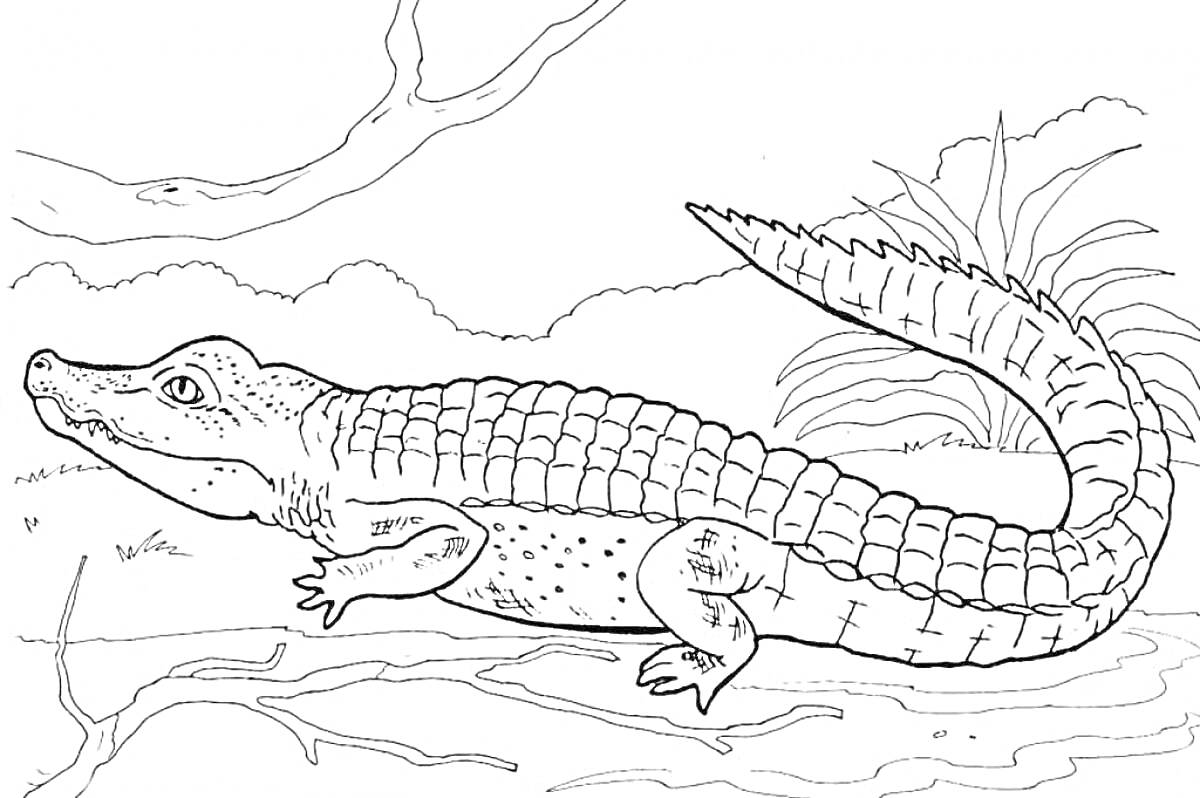 Раскраска Крокодил на берегу, ветки и трава на заднем плане
