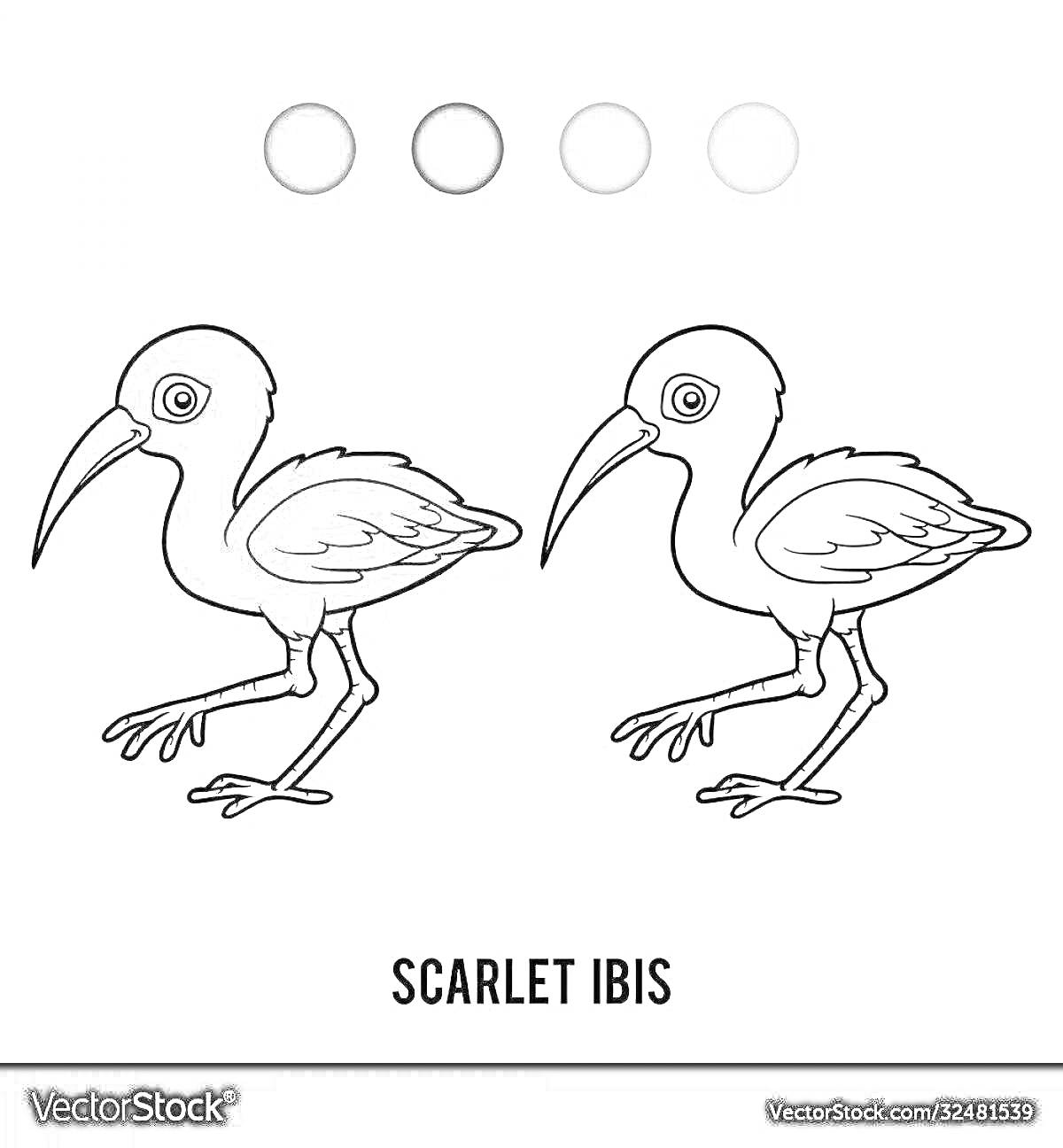 Раскраска Раскраска с изображением алого ибиса, с палитрой серых цветов