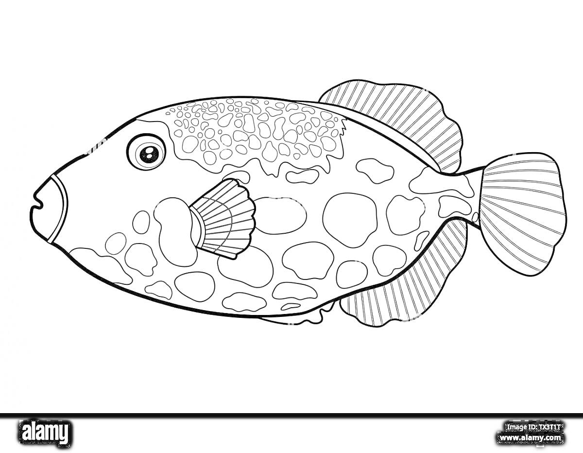 На раскраске изображено: Пятна, Узоры, Плавники, Хвост, Морская жизнь, Искусство