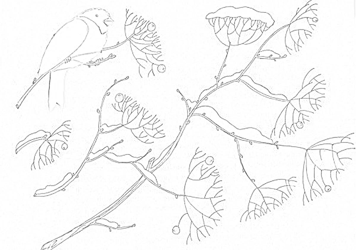 На раскраске изображено: Снегирь, Рябина, Ягоды, Снег, Зима, Птица, Природа, Деревья