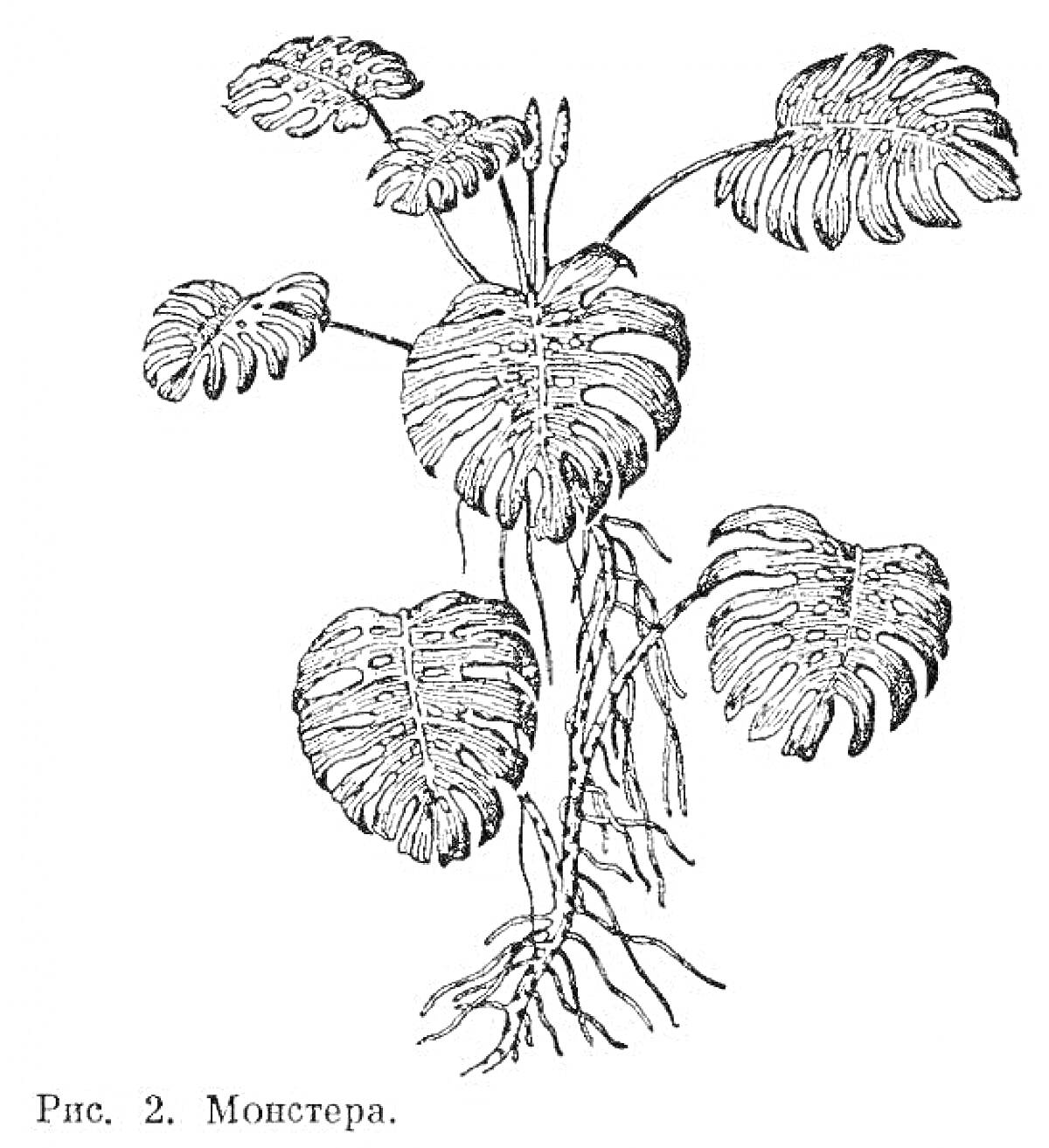 На раскраске изображено: Монстера, Листья, Корни, Ботаника, Природа