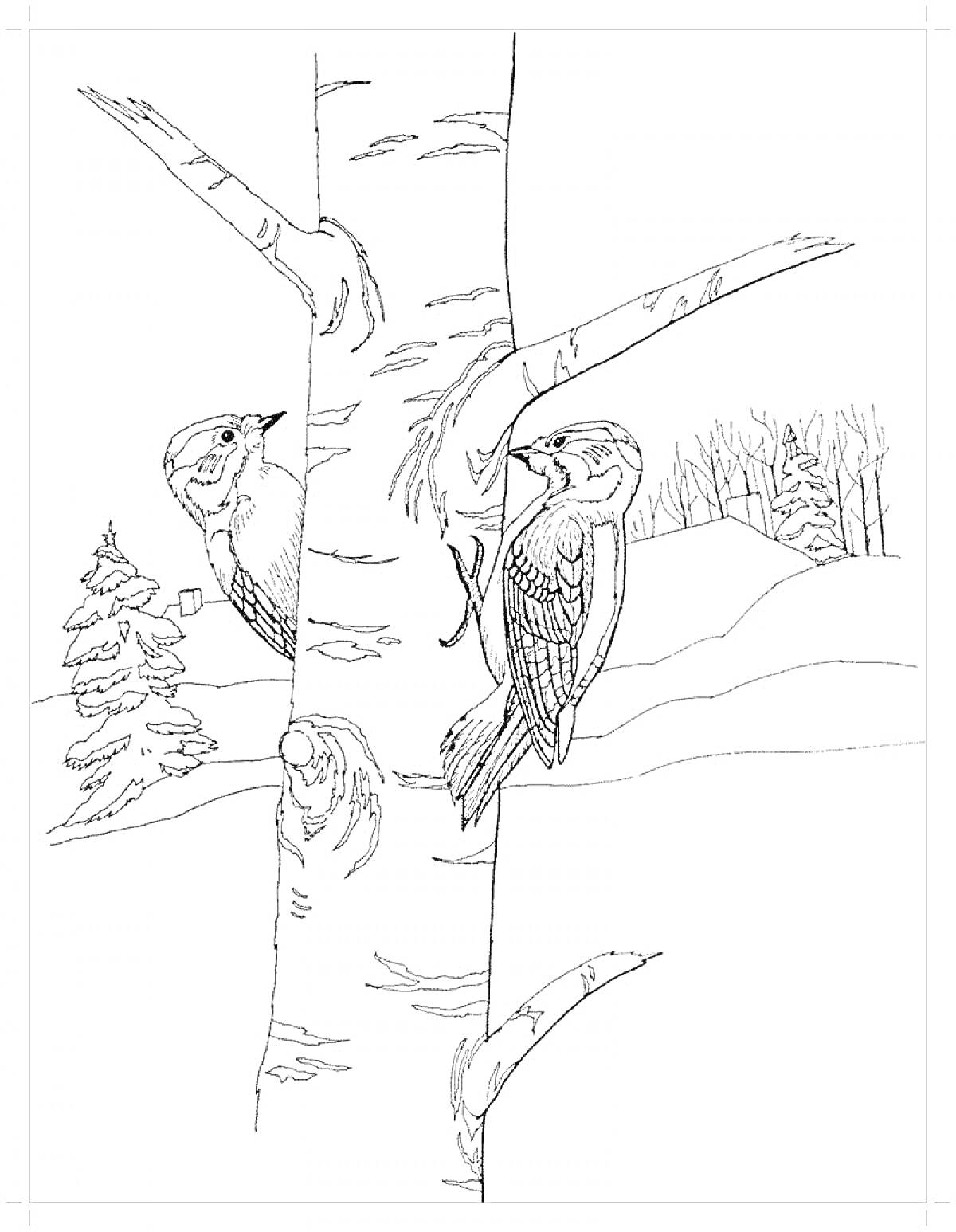 Раскраска Два дятла на деревянном стволе зимой, деревья и снежный пейзаж на заднем плане