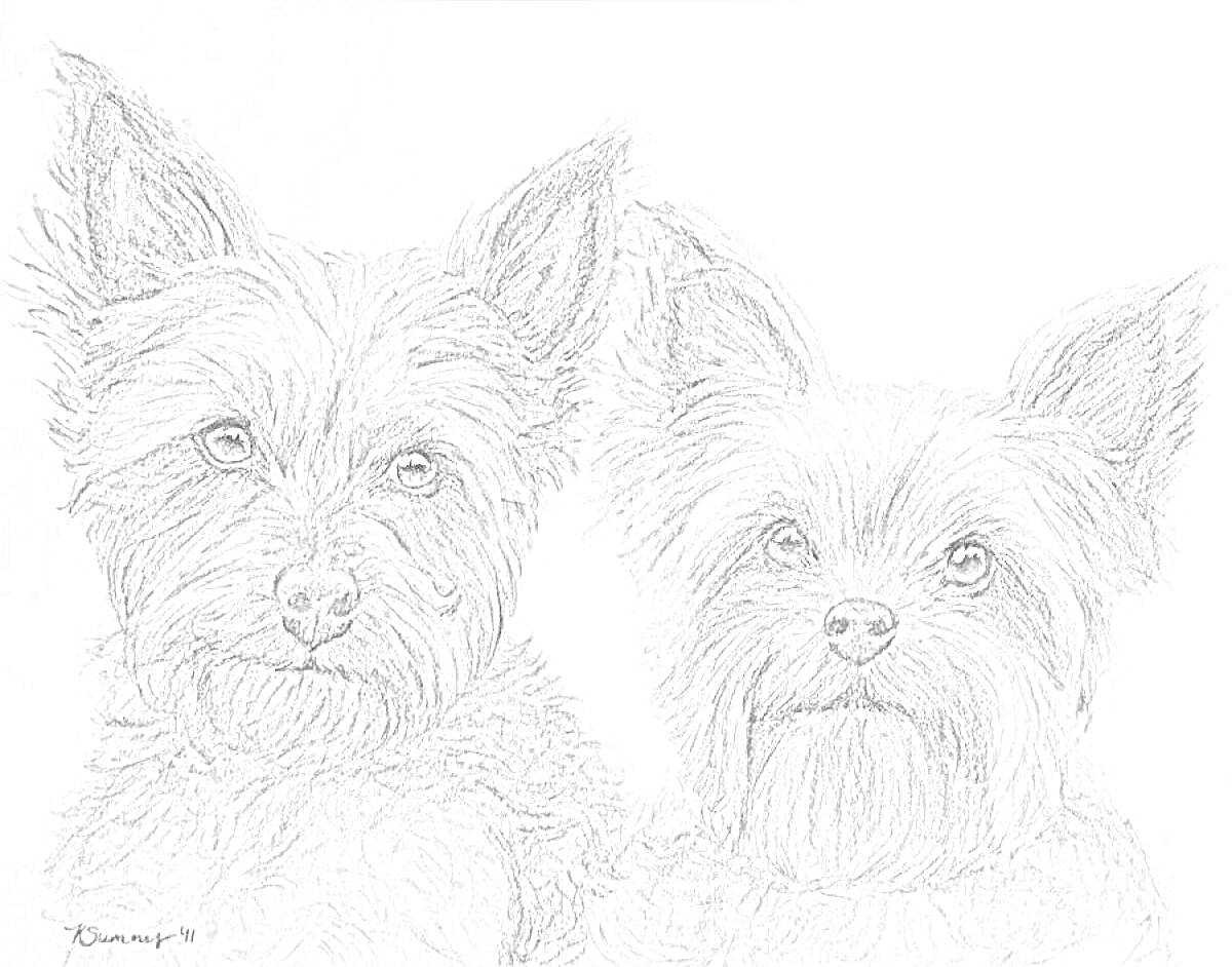 На раскраске изображено: Собака, Йоркширский терьер, Портреты
