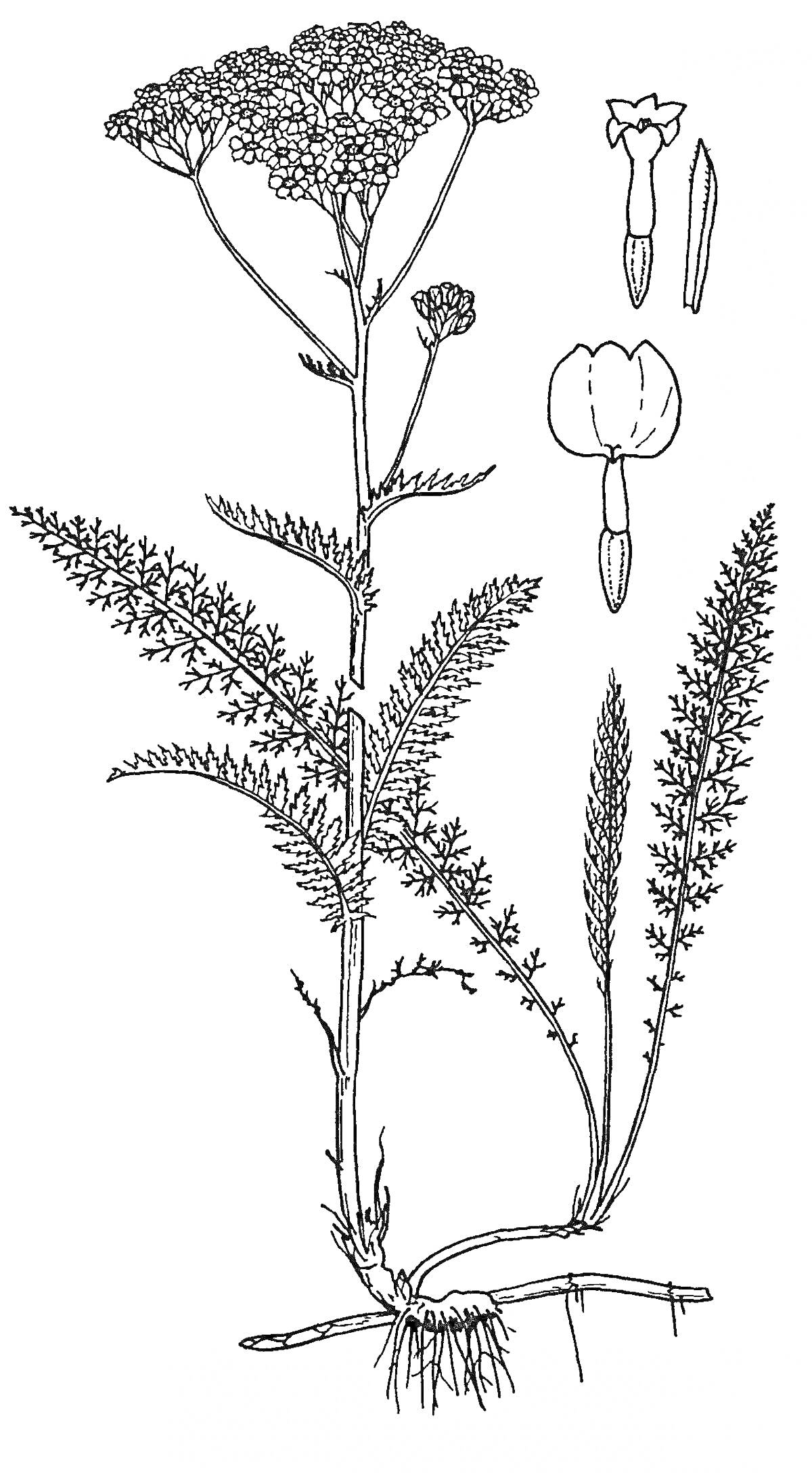 На раскраске изображено: Тысячелистник, Ботаника, Стебель, Соцветия, Листья
