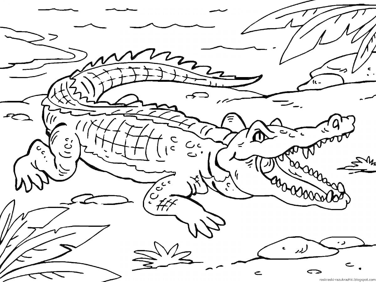 На раскраске изображено: Крокодил, Река, Берег, Растительность, Природа, Животные, Камни, Для детей