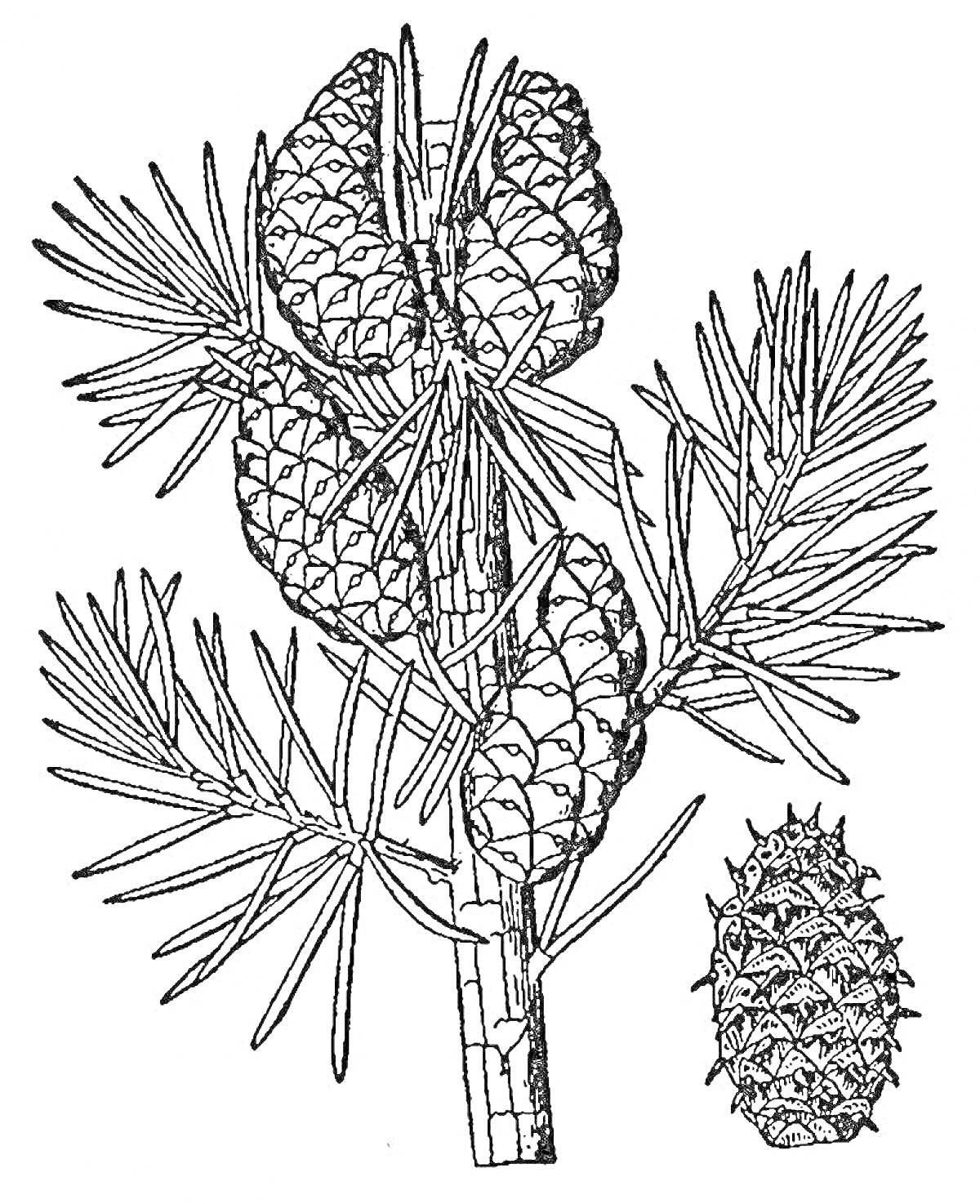 Раскраска сосновая ветка с шишками и отдельная сосновая шишка