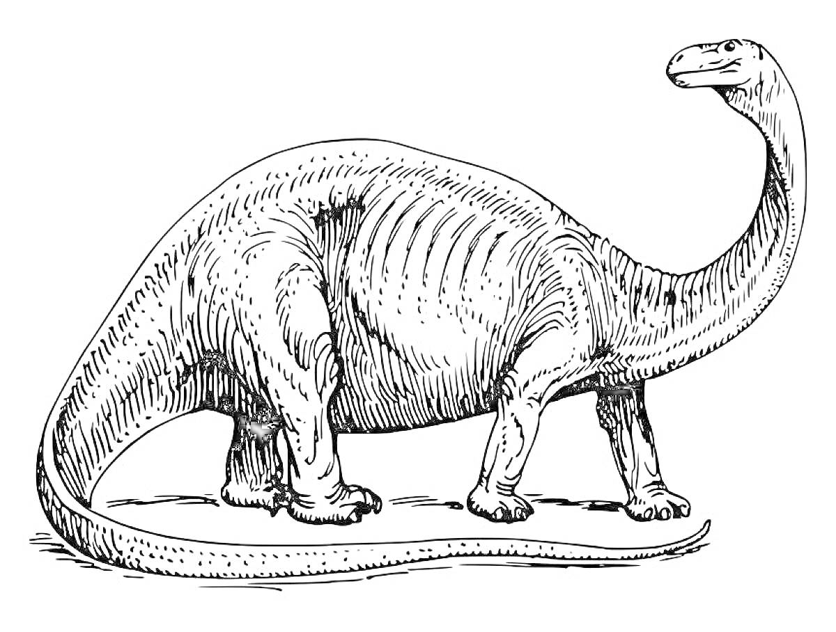 РаскраскаБронтозавр, стоящий на четыре лапы