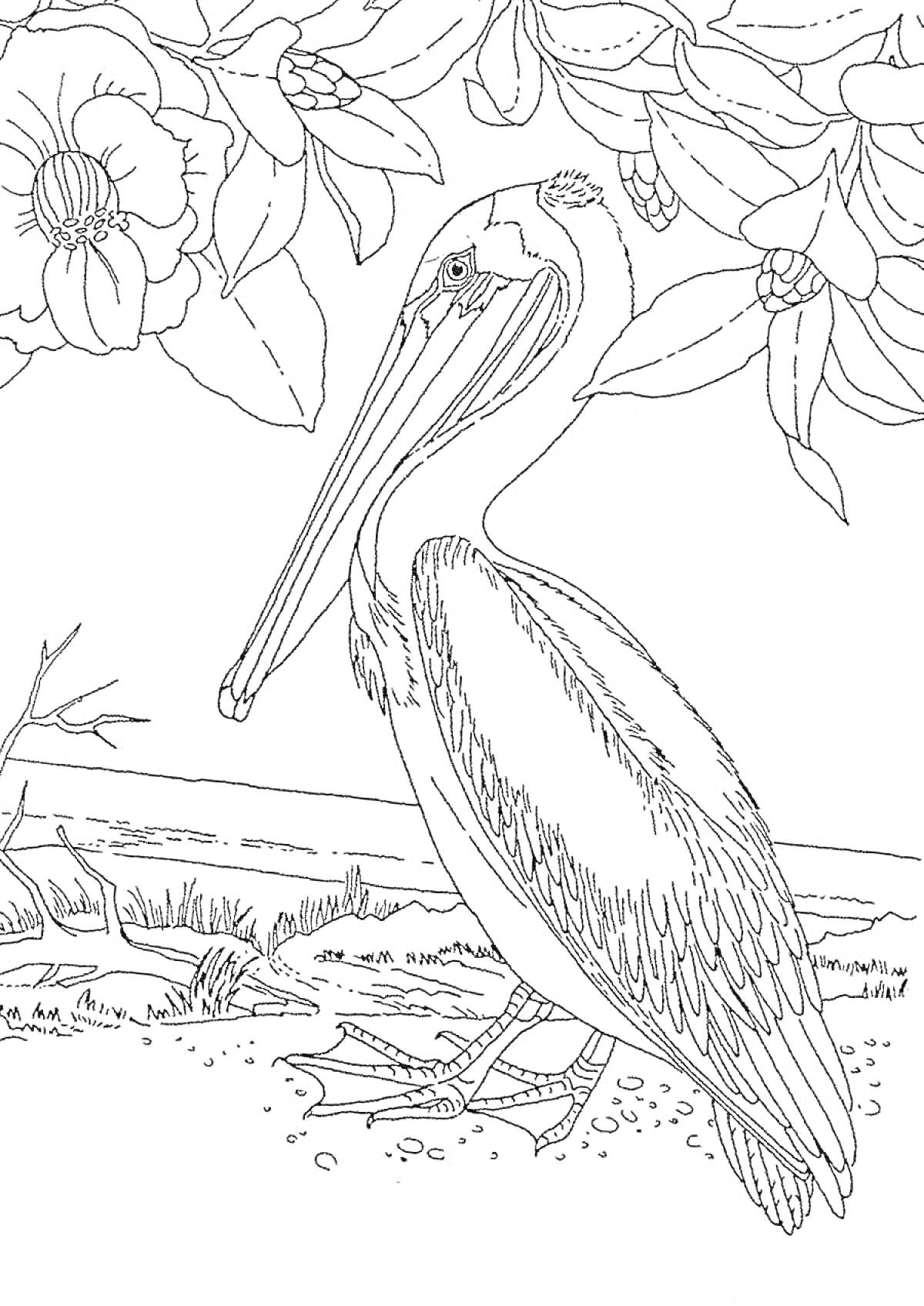 Раскраска Пеликан на берегу под деревом с цветами